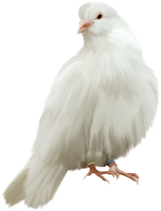 Pigeon PNG-54609